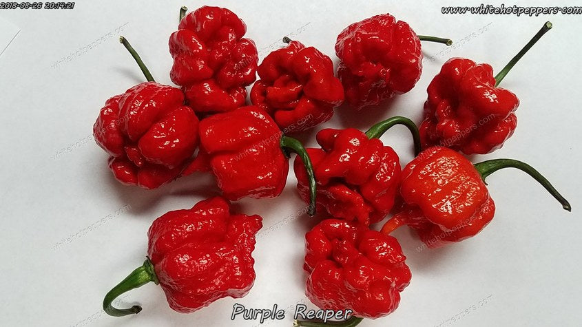 Purple Reaper - Pepper Seeds - White Hot Peppers