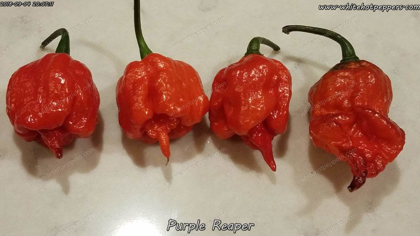 Purple Reaper - Pepper Seeds - White Hot Peppers