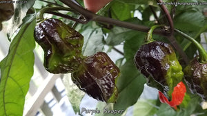 Purple Reaper - Pepper Seeds - White Hot Peppers