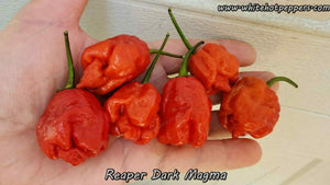 Reaper Dark Magma - Pepper Seeds - White Hot Peppers