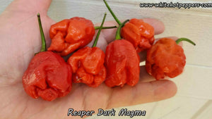 Reaper Dark Magma - Pepper Seeds - White Hot Peppers