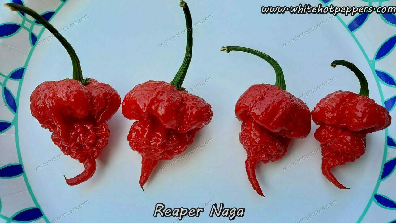 Reaper Naga - Pepper Seeds - White Hot Peppers