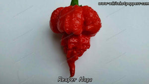 Reaper Naga - Pepper Seeds - White Hot Peppers