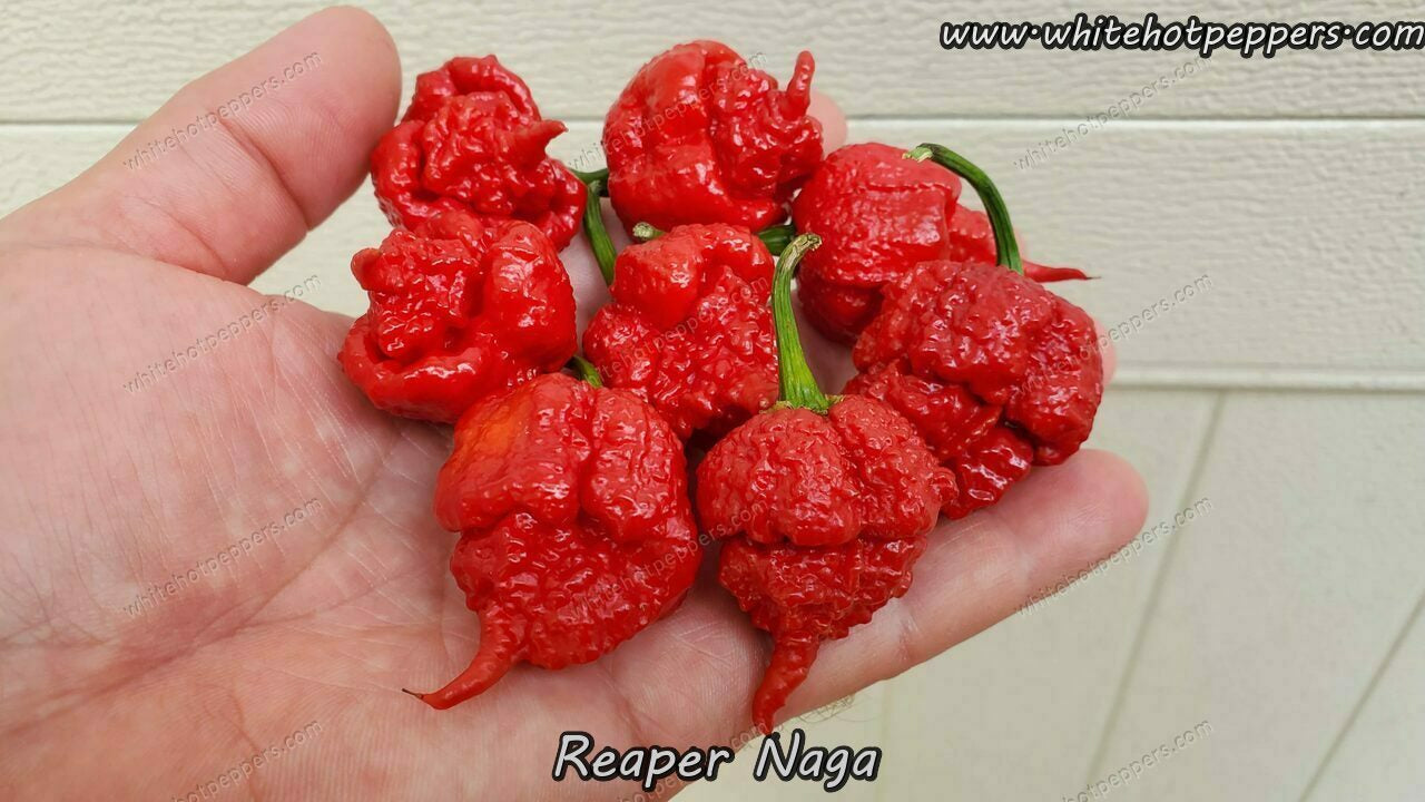 Reaper Naga - Pepper Seeds - White Hot Peppers