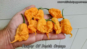 Reaper of Death Orange - Pepper Seeds - White Hot Peppers