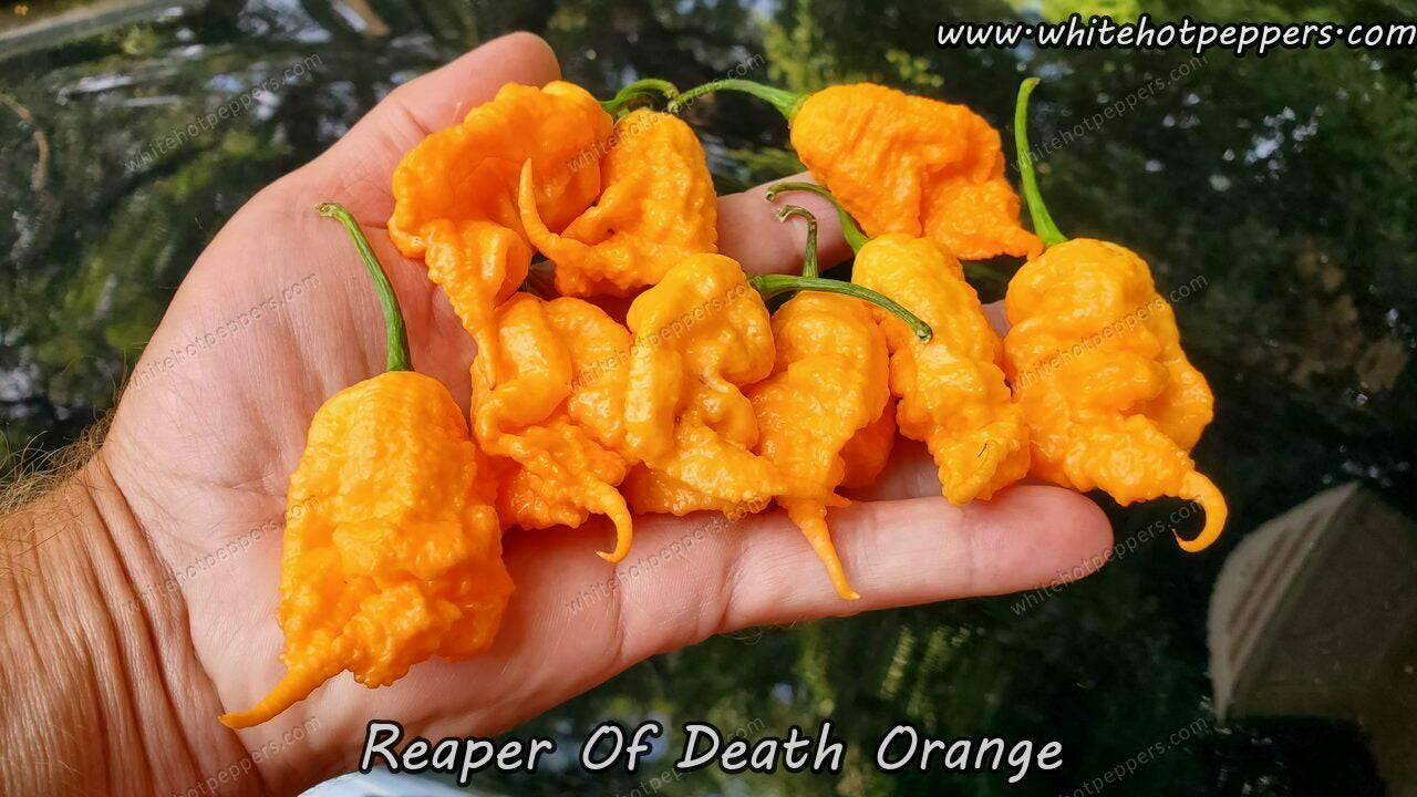 Reaper of Death Orange - Pepper Seeds - White Hot Peppers