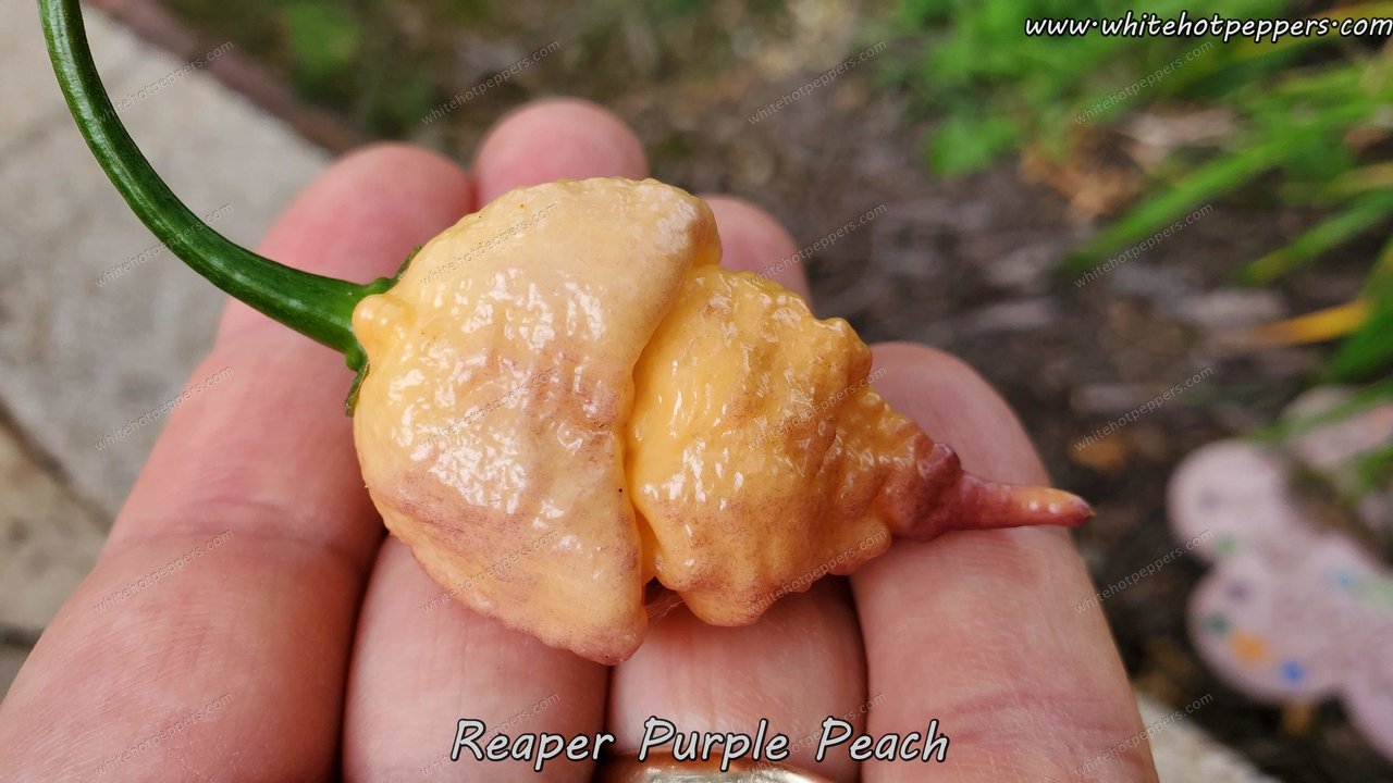 Reaper Purple Peach - Pepper Seeds - White Hot Peppers