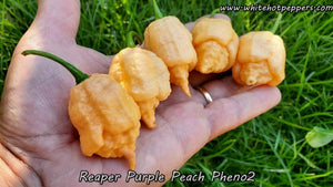 Reaper Purple Peach (Pheno 2) - Pepper Seeds - White Hot Peppers
