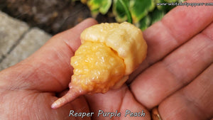 Reaper Purple Peach - Pepper Seeds - White Hot Peppers