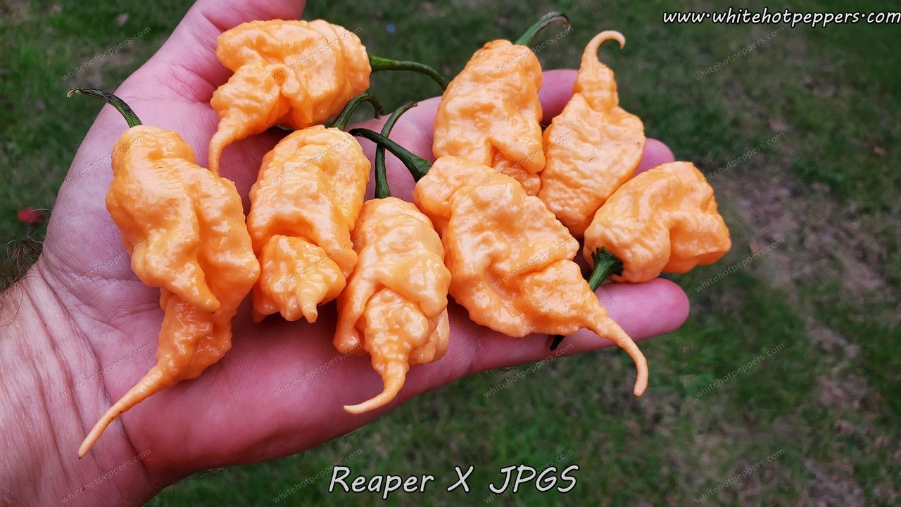 Reaper x Jay's Peach Ghost Scorpion - Pepper Seeds - White Hot Peppers