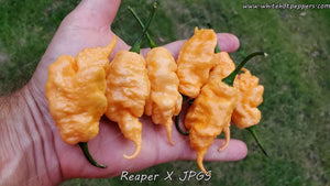 Reaper x Jay's Peach Ghost Scorpion - Pepper Seeds - White Hot Peppers