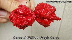 Reaper x SRTSL x Purple Reaper - Pepper Seeds - White Hot Peppers