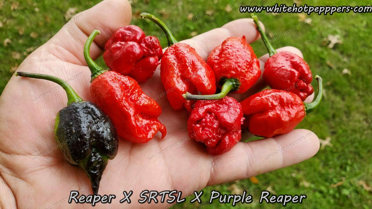 Reaper x SRTSL x Purple Reaper - Pepper Seeds - White Hot Peppers