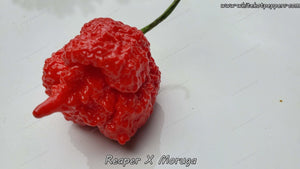 Reaper x Moruga - Pepper Seeds - White Hot Peppers