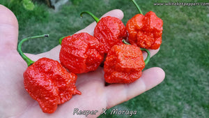 Reaper x Moruga - Pepper Seeds - White Hot Peppers
