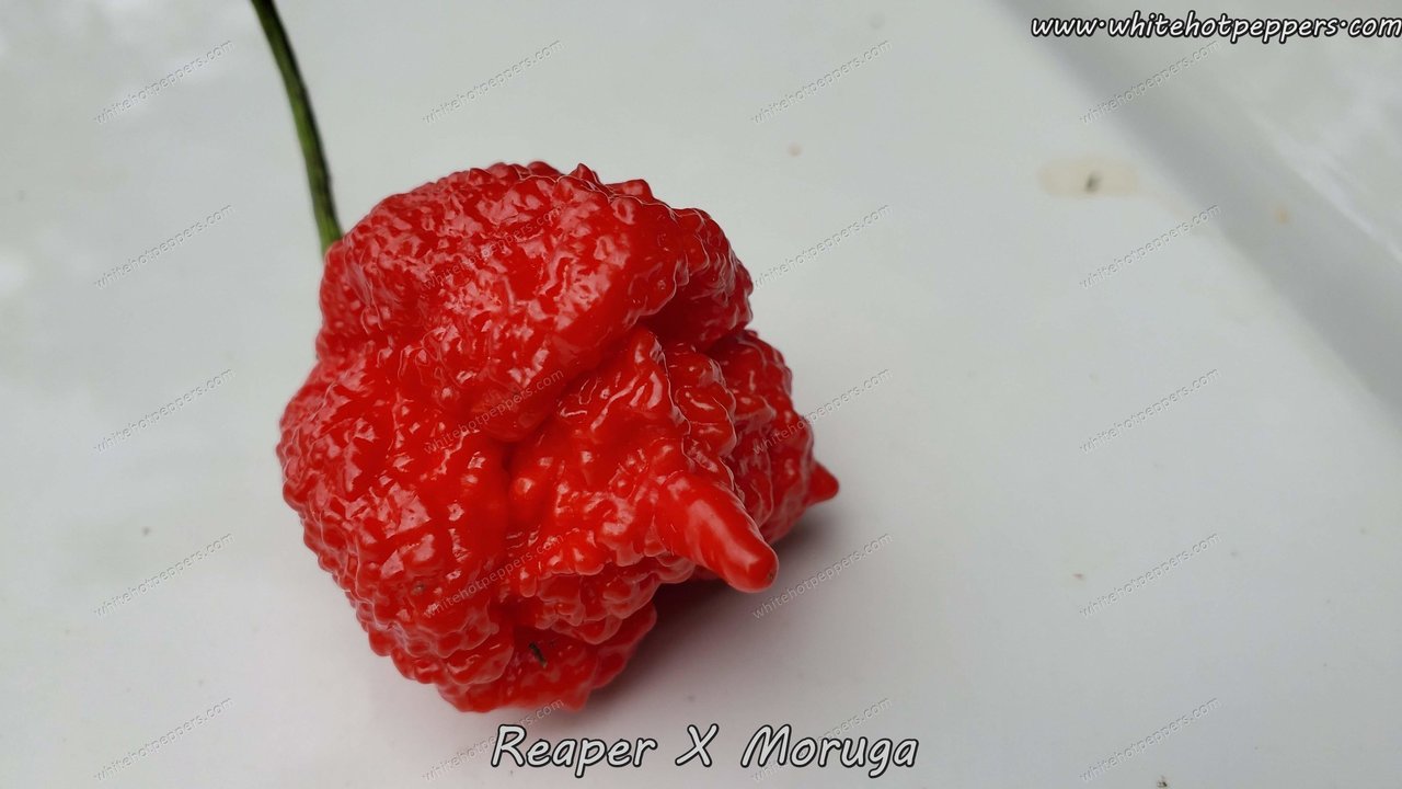 Reaper x Moruga - Pepper Seeds - White Hot Peppers