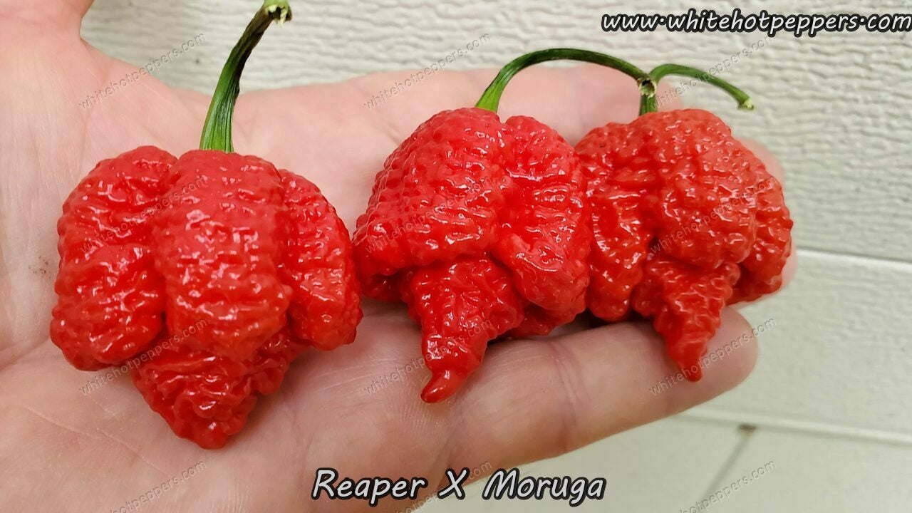 Reaper x Moruga - Pepper Seeds - White Hot Peppers