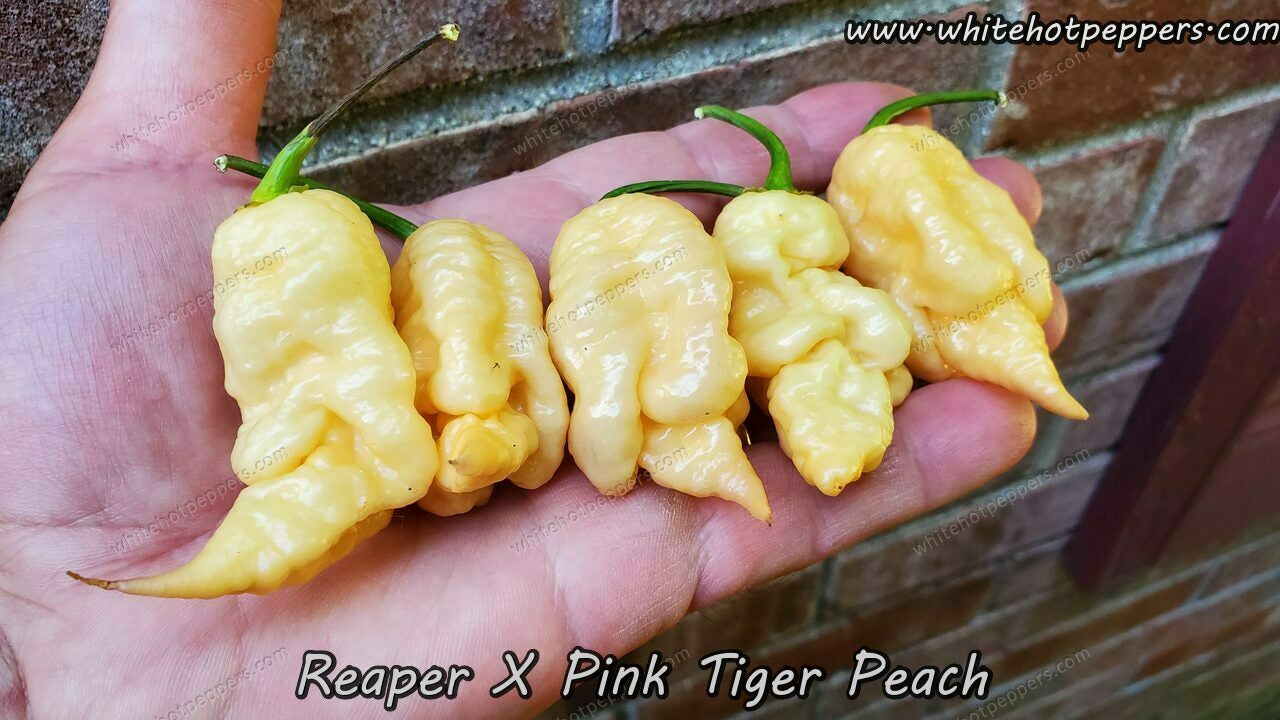 Reaper x Pink Tiger (Peach) - Pepper Seeds - White Hot Peppers