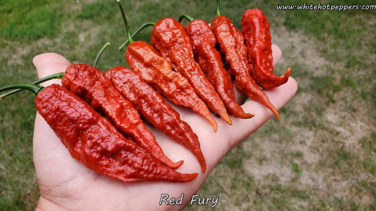 Red Fury - Pepper Seeds - White Hot Peppers