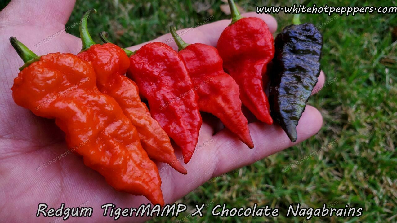 Redgum TigerMAMP x Chocolate Nagabrains - Pepper Seeds - White Hot Peppers