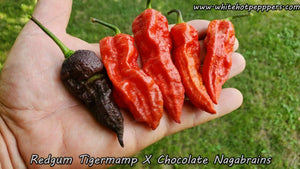 Redgum TigerMAMP x Chocolate Nagabrains - Pepper Seeds - White Hot Peppers