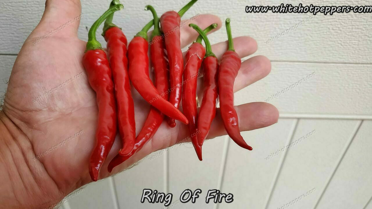 Ring of Fire - Pepper Seeds - White Hot Peppers