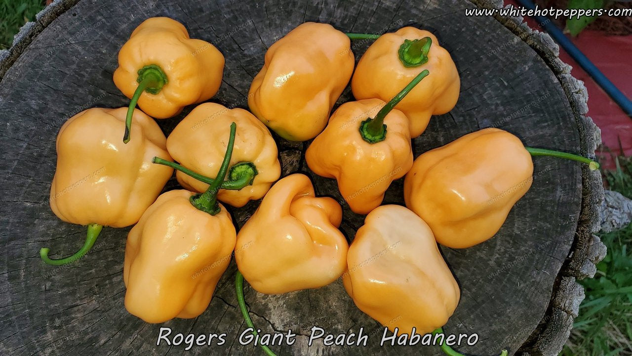 Roger's Habanero Giant Peach - Pepper Seeds - White Hot Peppers