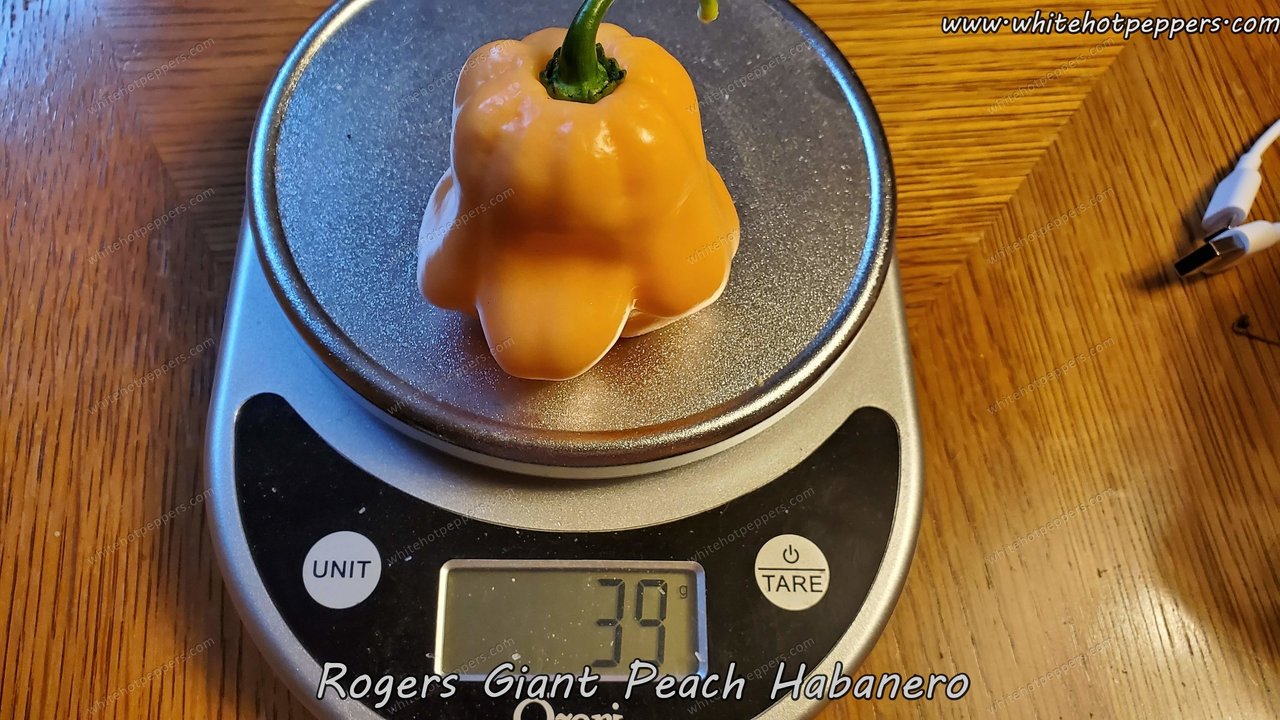 Roger's Habanero Giant Peach - Pepper Seeds - White Hot Peppers