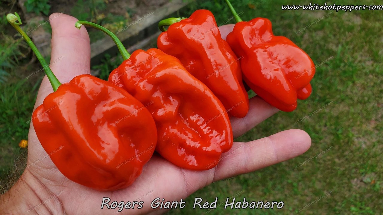 Roger's Habanero Giant Red - Pepper Seeds - White Hot Peppers