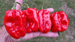 Roger's Habanero Giant Red - Pepper Seeds - White Hot Peppers