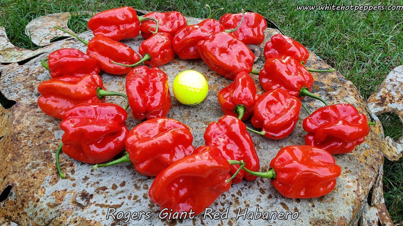 habanero red regency purple