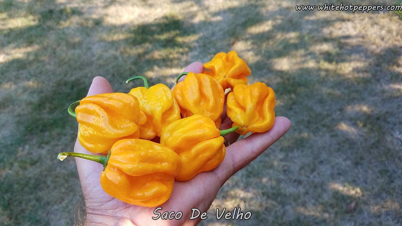 Saco de Velho - Pepper Seeds - White Hot Peppers