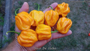 Saco de Velho - Pepper Seeds - White Hot Peppers