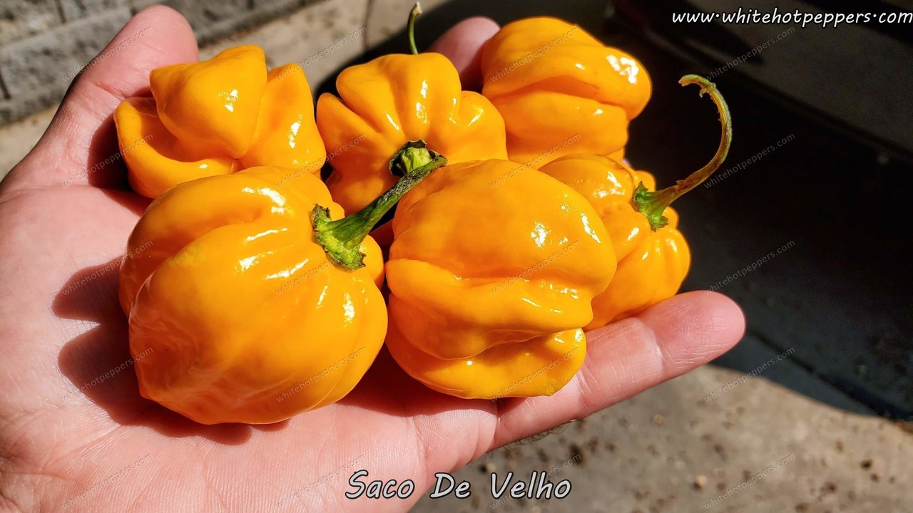Saco de Velho - Pepper Seeds - White Hot Peppers