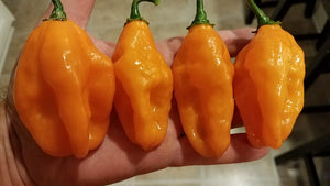 Sandra's Giant Orange (Long Pheno) - Pepper Seeds - White Hot Peppers