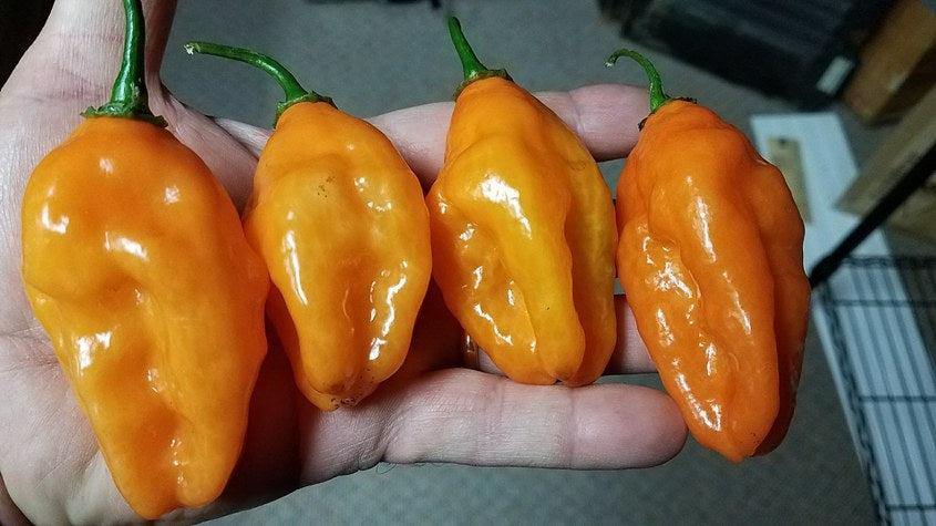 Sandra's Giant Orange (Long Pheno) - Pepper Seeds - White Hot Peppers