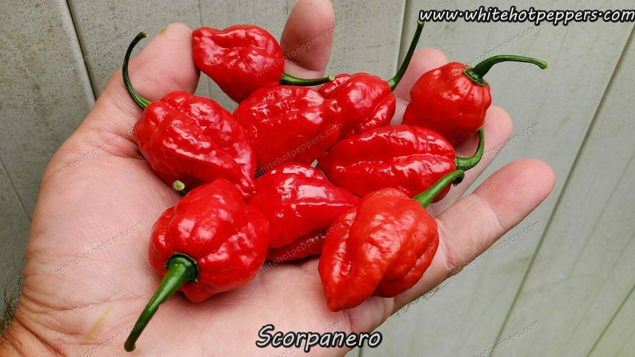 Scorpanero - Pepper Seeds - White Hot Peppers