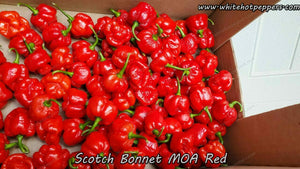 Scotch Bonnet MOA RED - Pepper Seeds - White Hot Peppers