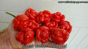 Scotch Bonnet MOA RED - Pepper Seeds - White Hot Peppers