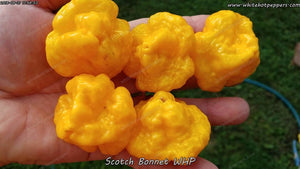 Scotch Bonnet WHP - Pepper Seeds - White Hot Peppers