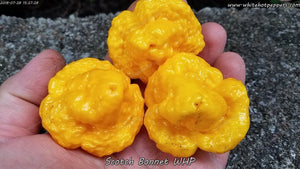 Scotch Bonnet WHP - Pepper Seeds - White Hot Peppers
