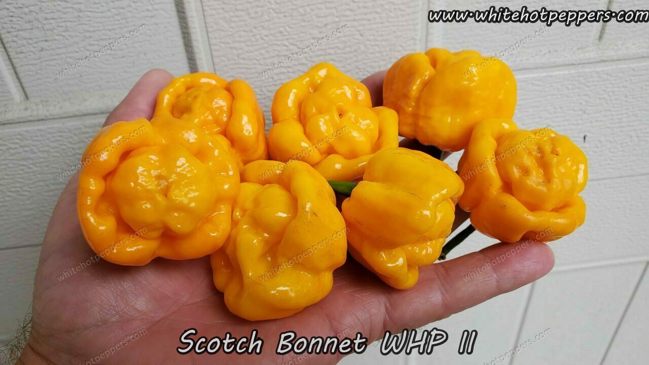 Scotch Bonnet WHP II - Pepper Seeds - White Hot Peppers