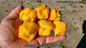 Scotch Bonnet WHP III - Pepper Seeds - White Hot Peppers