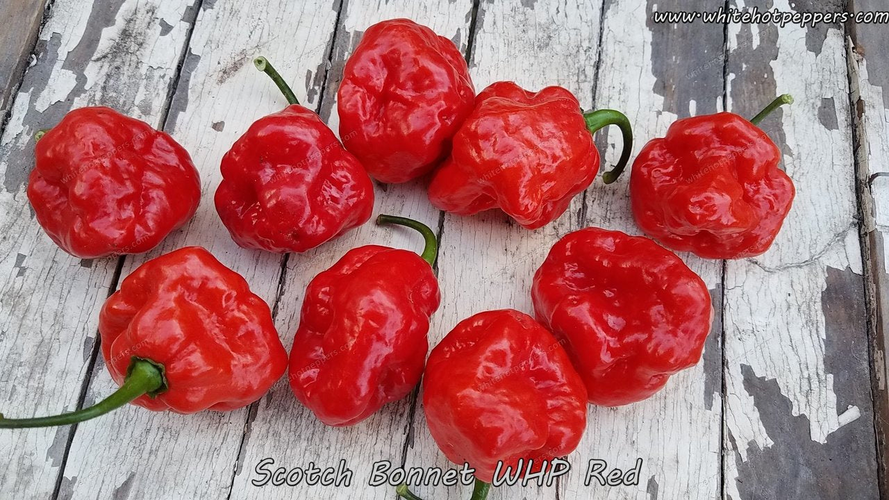 Scotch Bonnet WHP Red - Pepper Seeds - White Hot Peppers