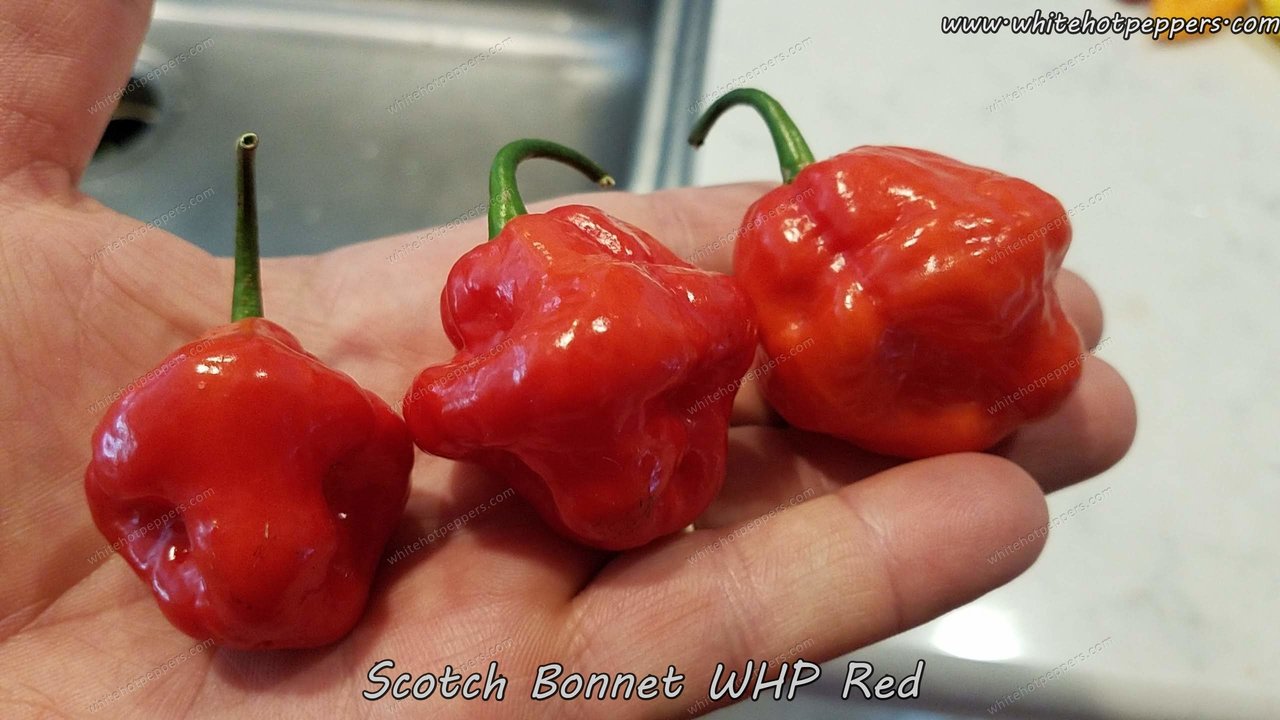 Scotch Bonnet WHP Red - Pepper Seeds - White Hot Peppers