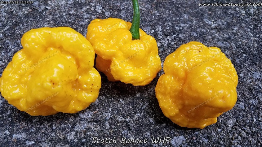 Scotch Bonnet WHP - Pepper Seeds - White Hot Peppers