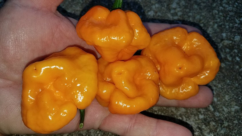 Scotch Bonnet Allen Boatman TF - Pepper Seeds - White Hot Peppers