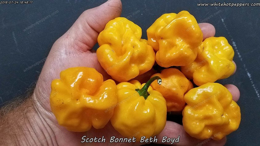 Scotch Bonnet Beth Boyd - Pepper Seeds - White Hot Peppers