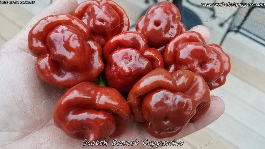 Scotch Bonnet Cappuccino - Pepper Seeds - White Hot Peppers