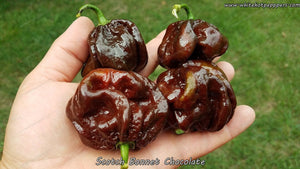 Scotch Bonnet Chocolate - Pepper Seeds - White Hot Peppers